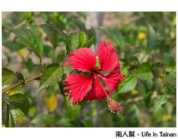 億載公園&黃風鈴木