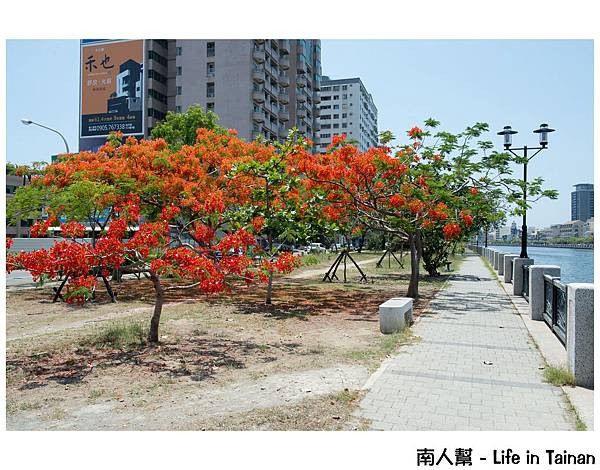 鳳凰花(臨安橋旁)