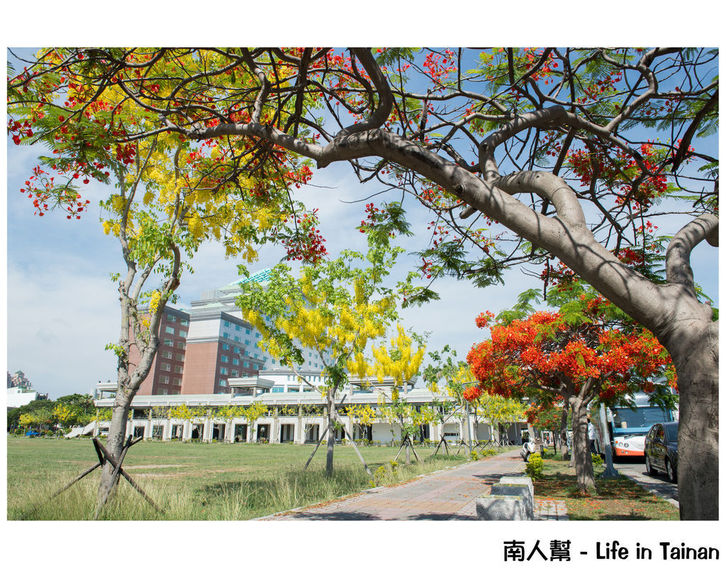 阿勃勒.鳳凰花(台南市政府) 阿勃勒.鳳凰花(台南市政府)