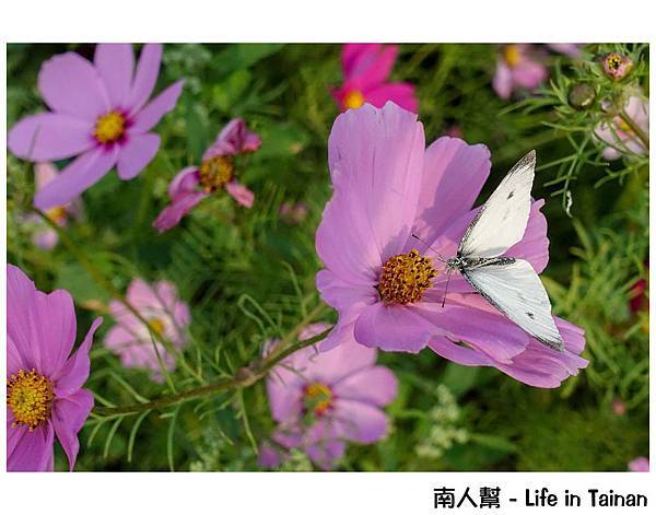 2016學甲蜀葵花季