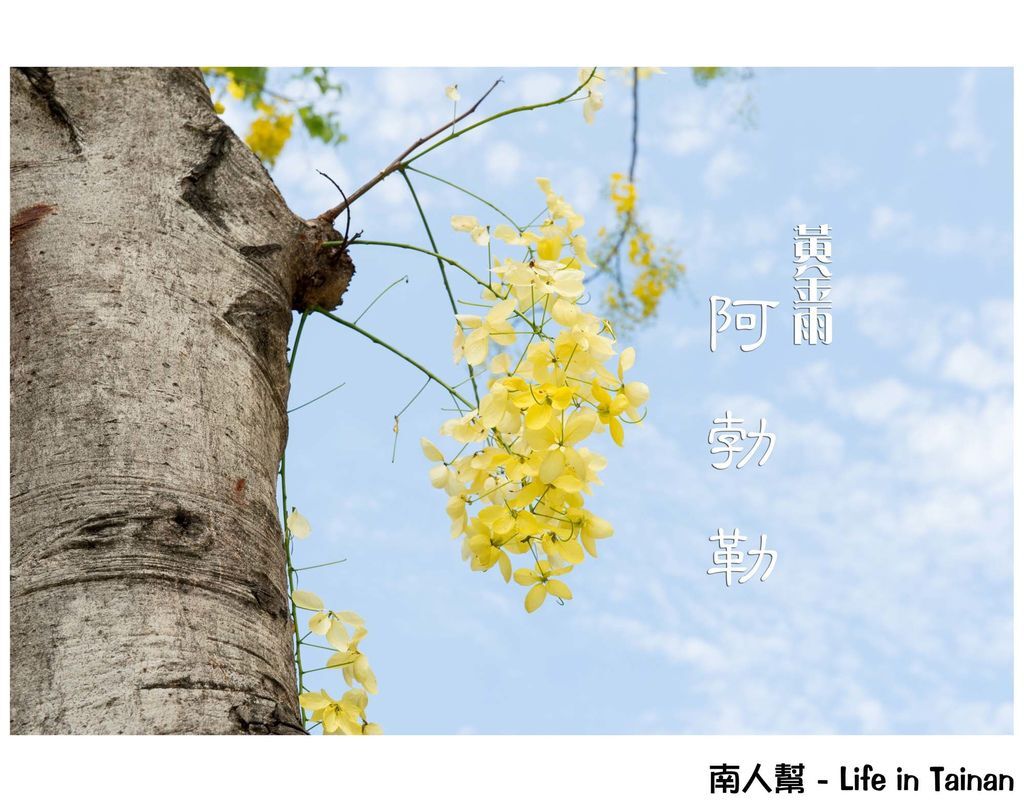 台南阿勃勒 台南阿勃勒