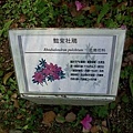 IMG20110320_006.jpg