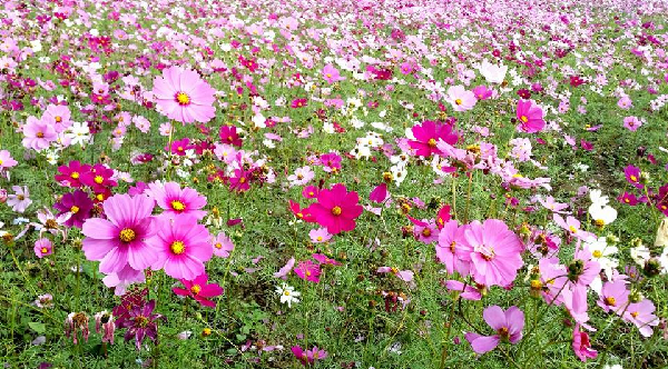 花開花落 法第納 隨意窩xuite日誌
