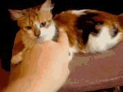 49cca232bbe84.gif 49cca232bbe84.gif