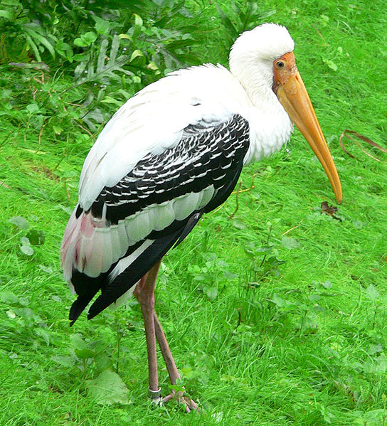 544px-Stork