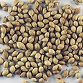 1024px-Sa-cilantro_seeds