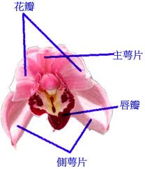 images虎頭蘭花構.jpg