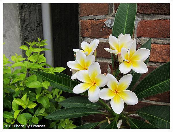 鹿港老街一隅的雞蛋花...看到就想到Bali