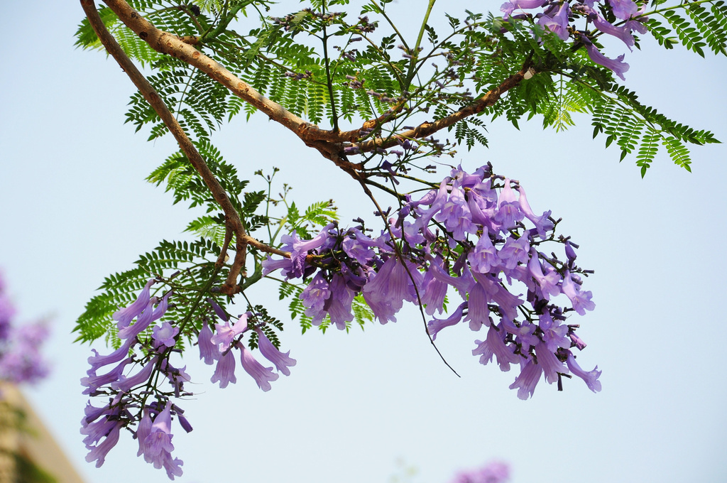 台南 浪漫紫花 藍花楹 Fangv的部落格 痞客邦