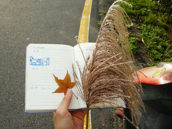 芒花、楓紅、紀念章 芒花、楓紅、紀念章