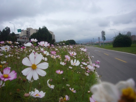 花海車道（永福橋到中正橋間）2.JPG