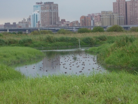 華江雁鴨公園4.JPG