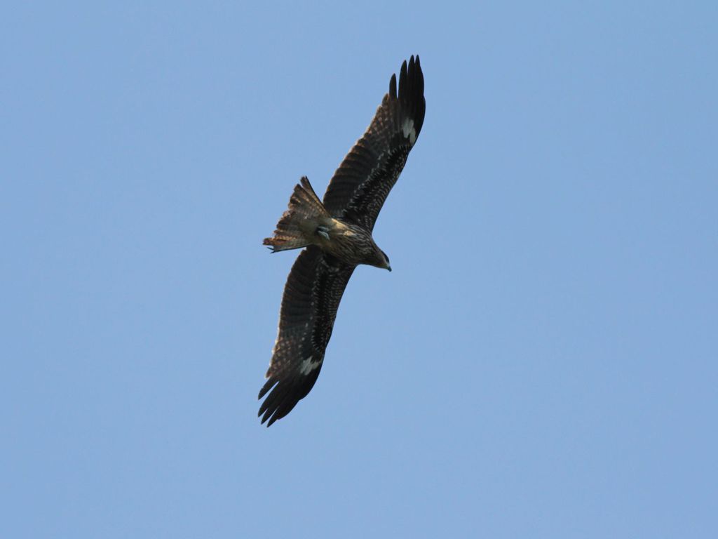 黑鳶