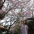 彷彿走在日本櫻花樹下.jpg