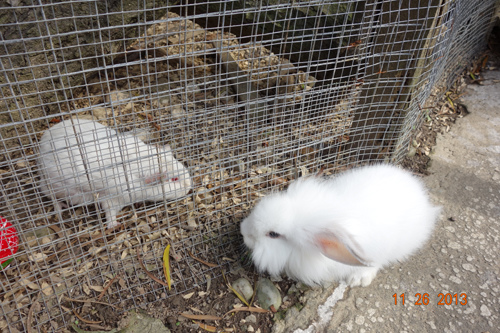DSC08831.JPG