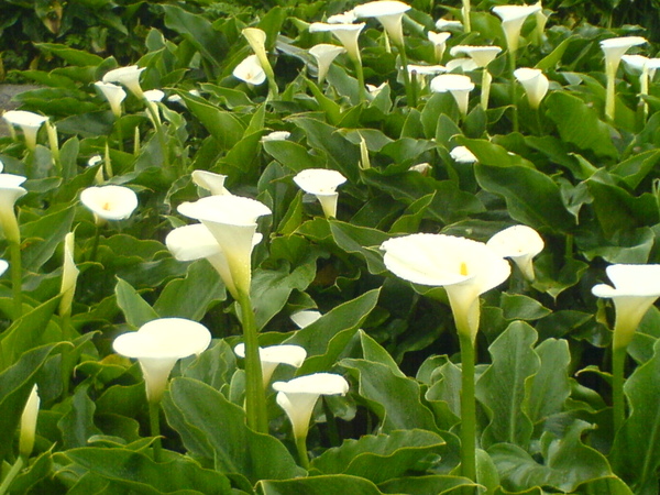 2009海芋花季