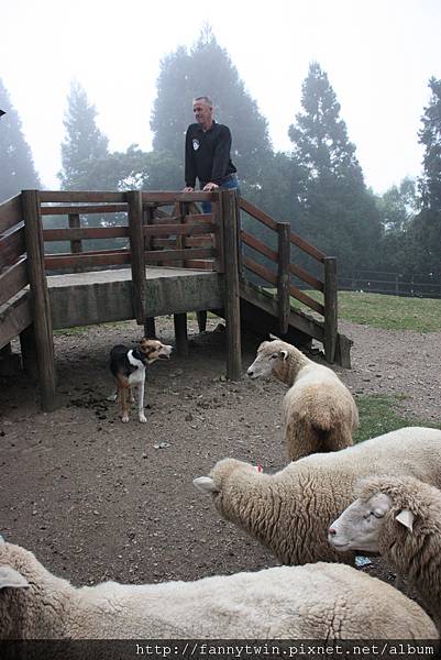 牧羊犬 vs. 牧羊人