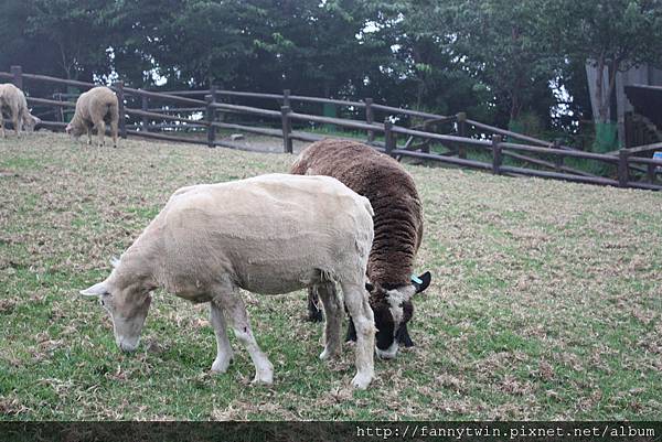 這隻偏黑色的羊, 好像是另一個品種