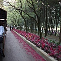 小火車繞的道路, 都是櫻花樹呢