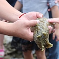 它的名稱是海兔, 超級像蝸牛, 摸起來軟棉棉, 吃浮游生物。不過, 和隔天我們到海生館看到的, 差很多....海生館的好小一隻, 而且顏色也不太一樣