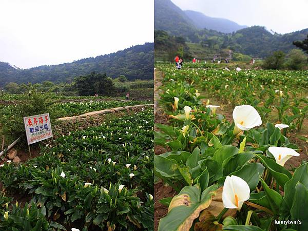 和去年一樣來展昇海芋採海芋