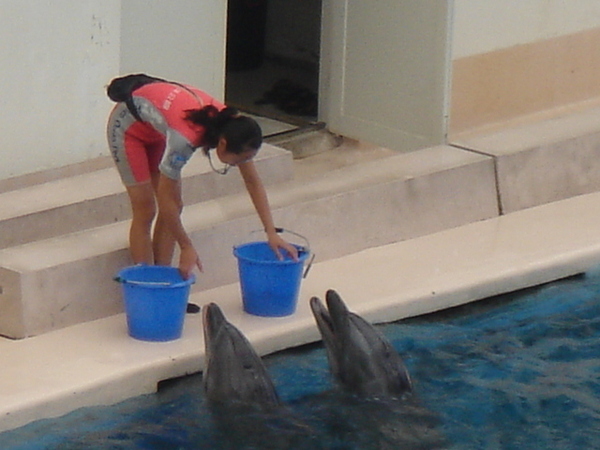 海洋公園海豚show