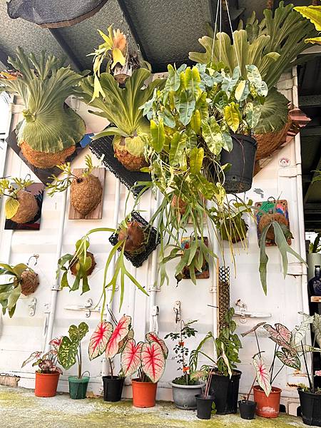 2024~05月~嗨2024龍年您好~繽紛泰公休日~祝~母親