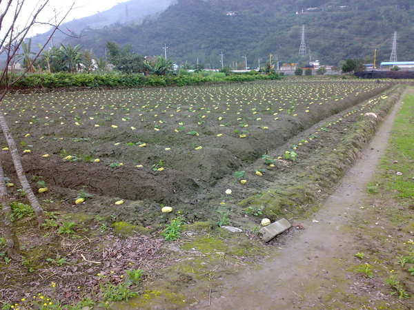 20100207809.jpg