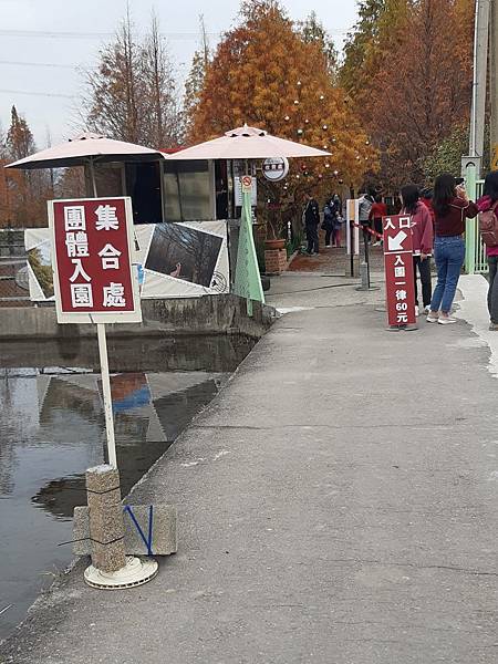 羽粼落羽松園區-台中泰安最美落羽松