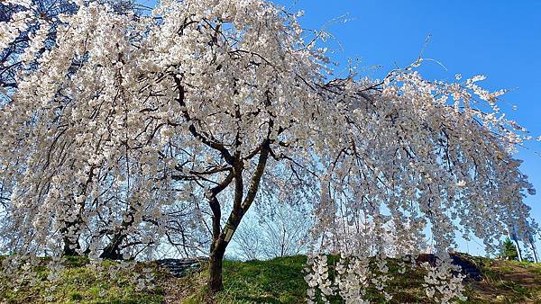 [遊記] 2023日本賞櫻自由行～138タワーパーク