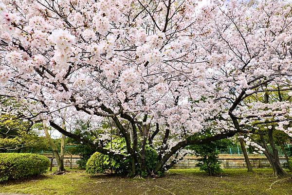 2023日本賞櫻自由行～名古屋城、金鯱橫丁