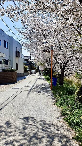 2023日本賞櫻自由行～愛知縣岩倉五条川