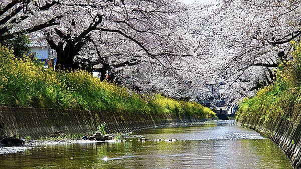 [遊記] 2023日本賞櫻自由行～愛知縣岩倉五条川