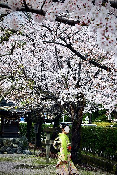 2023日本賞櫻自由行～犬山城