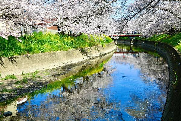 2023日本賞櫻自由行～愛知縣岩倉五条川