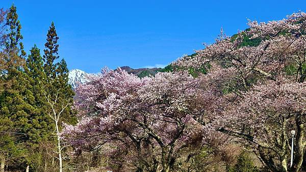 2023日本賞櫻自由行～高遠城