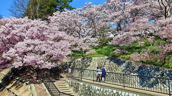 2023日本賞櫻自由行～高遠城