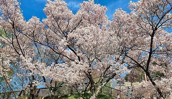 2023日本賞櫻自由行～高遠城