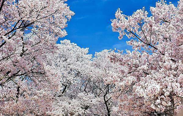 2023日本賞櫻自由行～高遠城