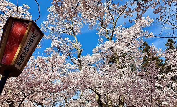 2023日本賞櫻自由行～高遠城