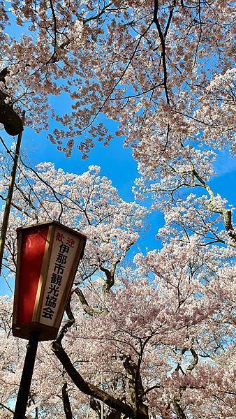 2023日本賞櫻自由行～高遠城