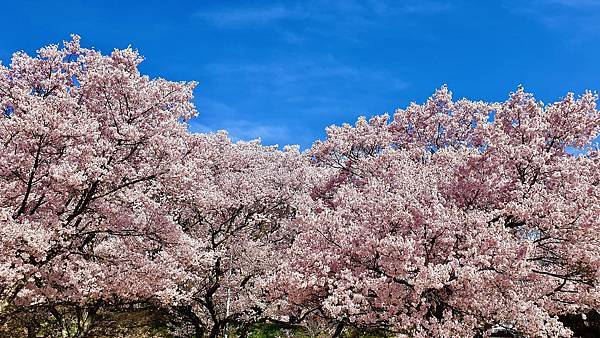 2023日本賞櫻自由行～高遠城