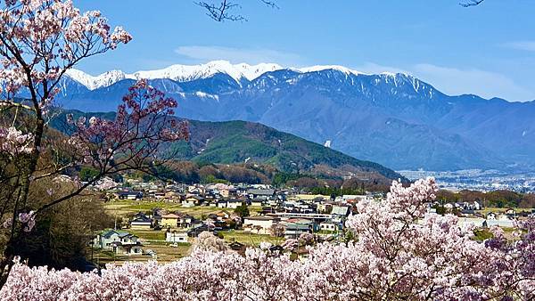 2023日本賞櫻自由行～高遠城