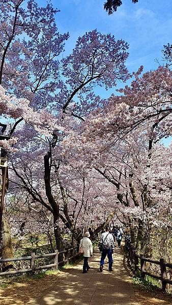 2023日本賞櫻自由行～高遠城