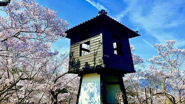 2023日本賞櫻自由行～高遠城