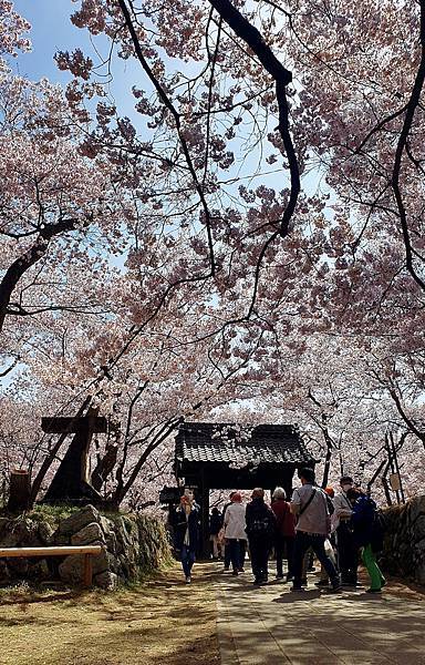 2023日本賞櫻自由行～高遠城