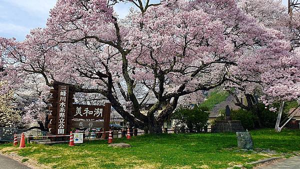 2023日本賞櫻自由行～美和湖