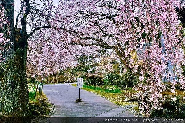 2023日本賞櫻自由行～長野縣光前寺