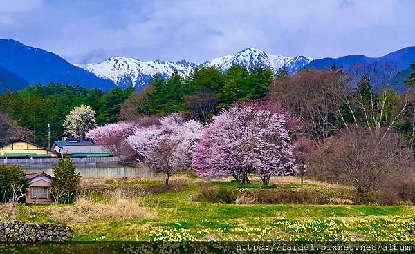 2023日本賞櫻自由行～長野縣光前寺