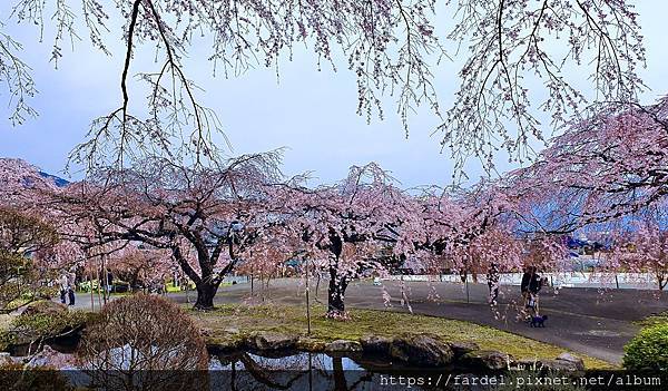 2023日本賞櫻自由行～長野縣光前寺